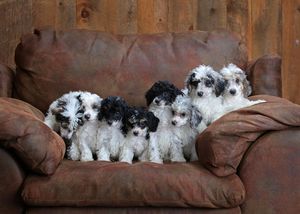Puppies